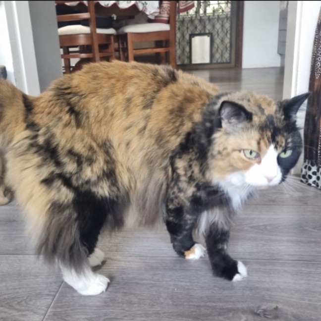 Photo of Puss & Boots.     Assisted Rehome