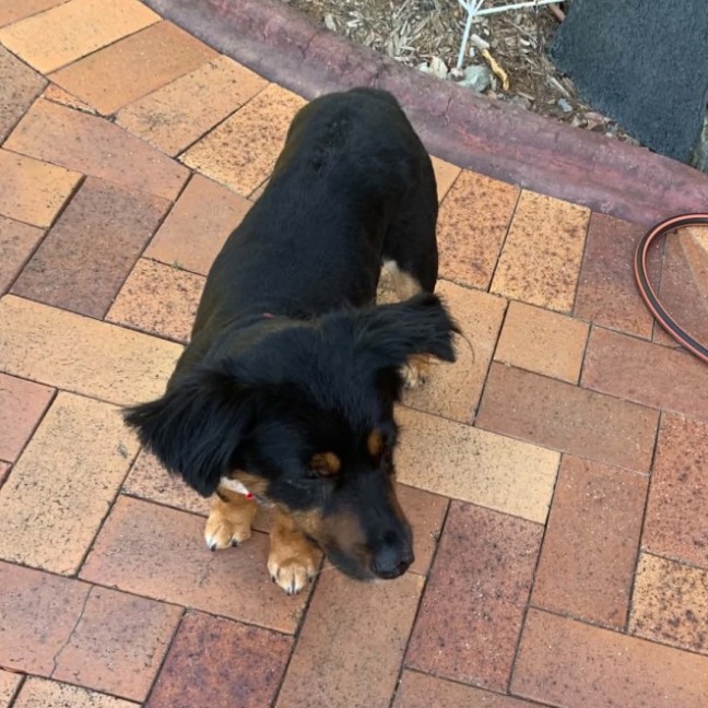 Photo of Pepper