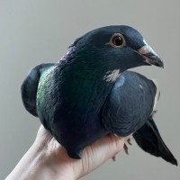 Photo of Easter Chicken Delight