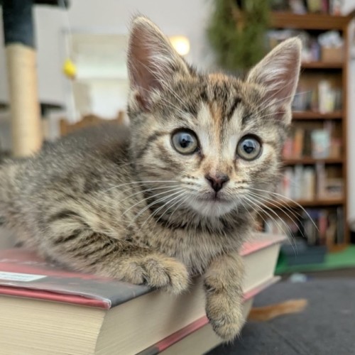 Holly  - Domestic Short Hair (DSH) Cat