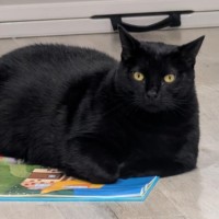 Photo of Tiger And Sock