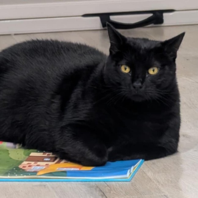 Photo of Tiger And Sock