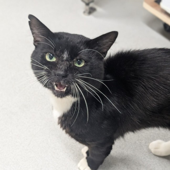 Photo of 🎇 Comet 6907 🎇