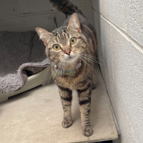 Sparkles - Domestic Short Hair (DSH) Cat