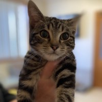 Photo of Paisley