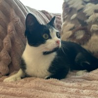 Photo of Penguin
