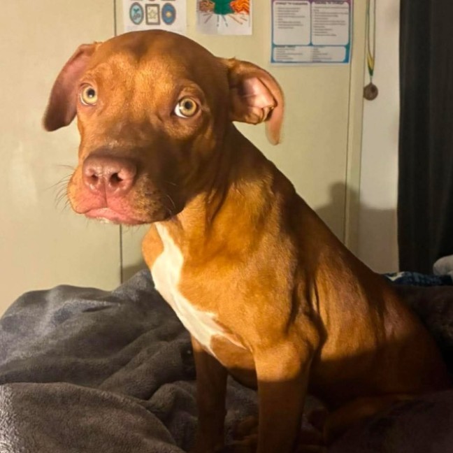 Photo of Bullet