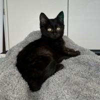 Photo of Liquorice Allsorts