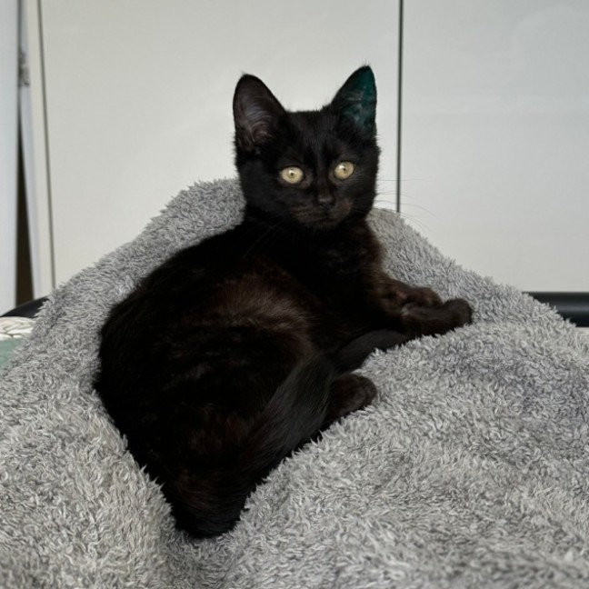 Photo of Liquorice Allsorts