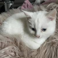 Photo of Samwise Gamgee 👑