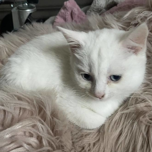 Photo of Samwise Gamgee 👑