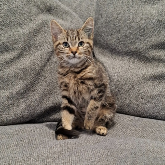 Photo of Atticus