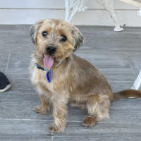Photo of George 🏡Shih Tzu X Yorkie, (On Trial 30/6/25)
