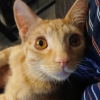 Photo of Ninja