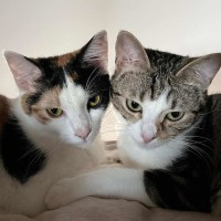 Photo of Penny & Cali💗