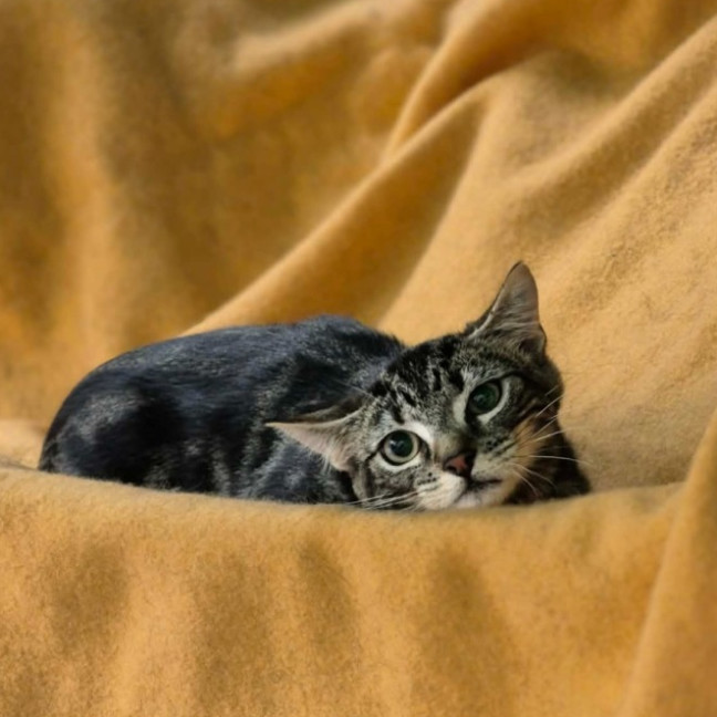 Photo of Arlo ** 2nd Chance Cat Rescue**
