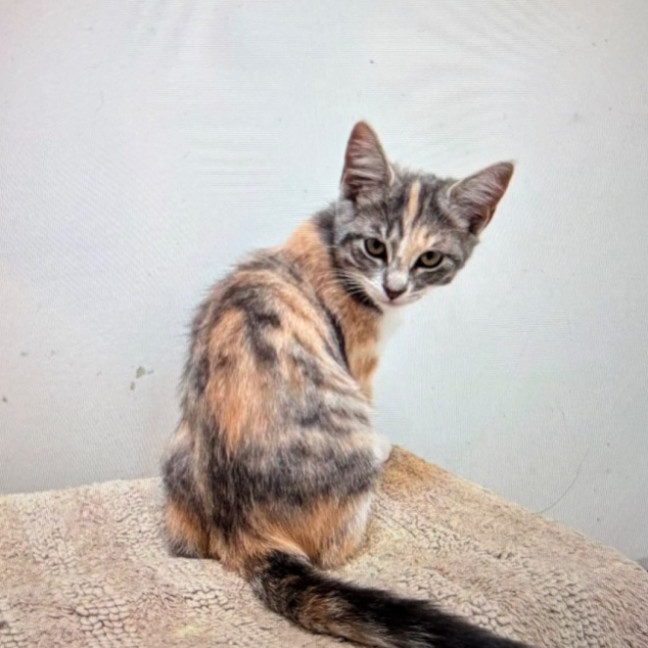 Photo of Mimi Meet Me @Petstock Keysborough Store