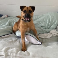 Photo of Kermit