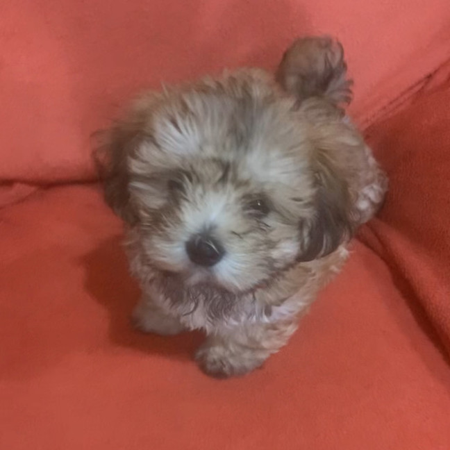 Lhasa Apso Toy Poodle Puppies Mix Lhasa Poo Puppies Lhasa Apso