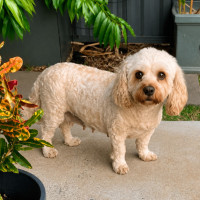 Photo of Lilly