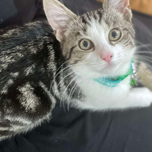 Photo of Toffee