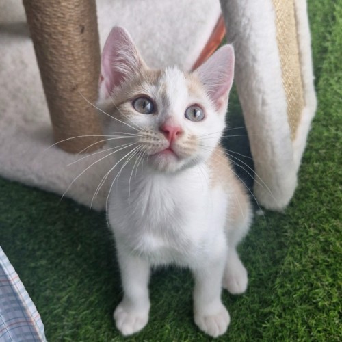 Derek - Domestic Short Hair (DSH) Cat