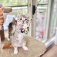 Photo of Black Pearl