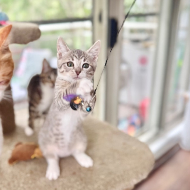 Photo of Black Pearl