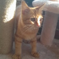 Photo of Garfield