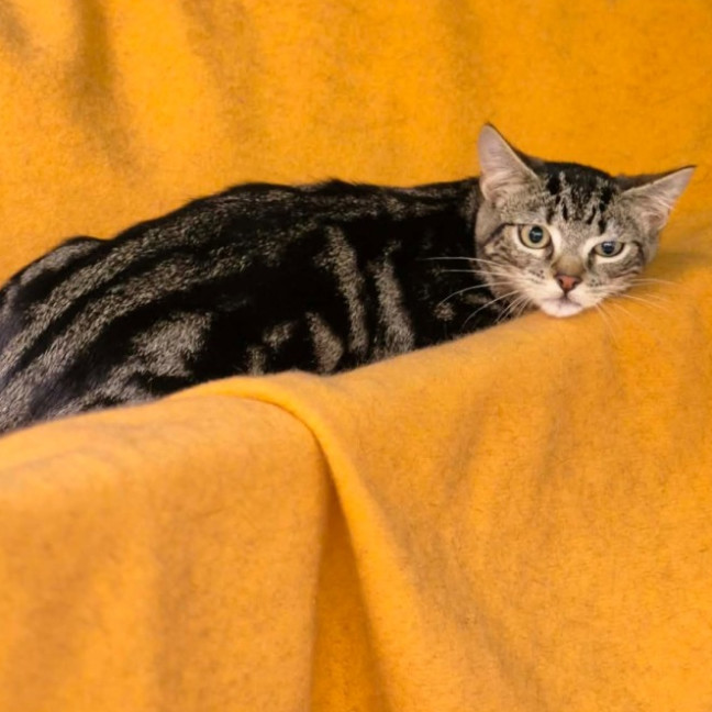 Photo of Arlo ** 2nd Chance Cat Rescue**