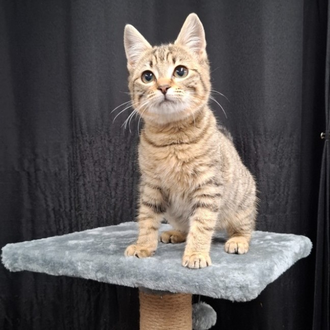 Photo of Penny