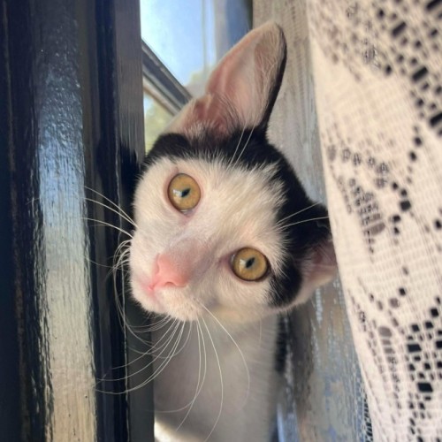 Soba - Domestic Short Hair (DSH) Cat