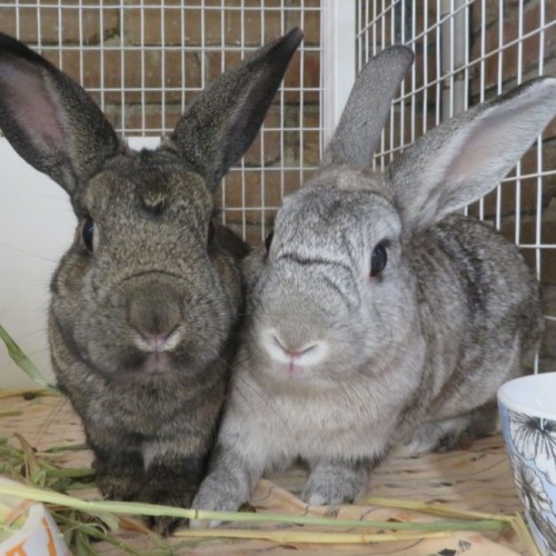 Donnie & Mickie - Dwarf Rabbit