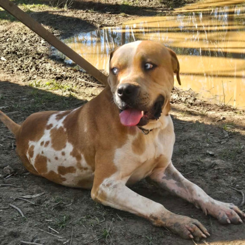 Bluey - Boerboel Dog