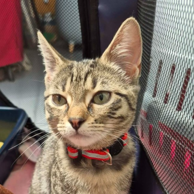 Photo of Connie ** 2nd Chance Cat Rescue **