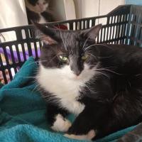 Photo of Perfect Companion Cat Barry 🐈‍⬛