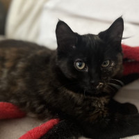 Photo of Kahlua
