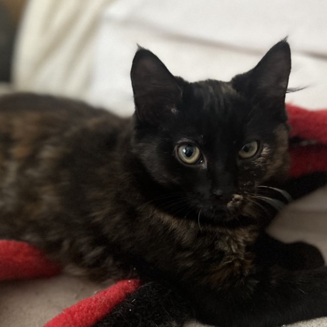 Photo of Kahlua