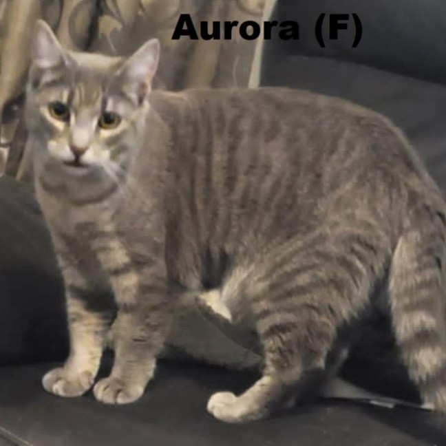 Photo of Aurora