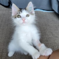 Photo of Flash   Located In Deer  Park