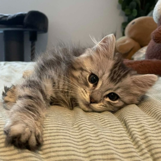 Photo of Dutchess Sparklepaws 