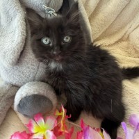 Photo of Harper 🌷