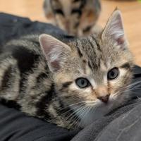 Photo of Floyd^^Dandy Cat Rescue^^
