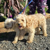 Photo of Bubble And Squeak