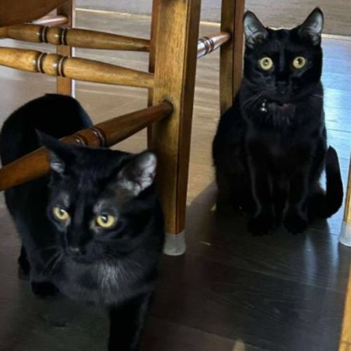 Violet and Prickle - Domestic Short Hair (DSH) Cat