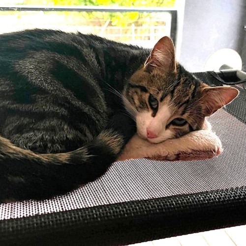 Tobias - Domestic Short Hair (DSH) Cat