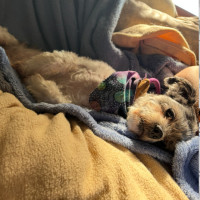 Photo of Mopsey & Topsey