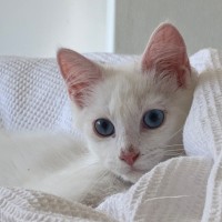 Photo of Atticus Finch 