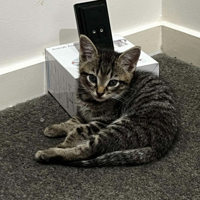 Photo of Griffin