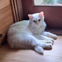 Photo of Crème Brûlée